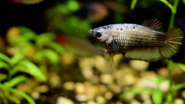 Петушок плакат дракон/ betta hmpk female dragon 4.5m смотреть онлайн