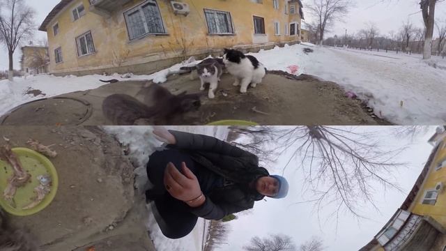 Забавные коты. Видео 360 градусов.