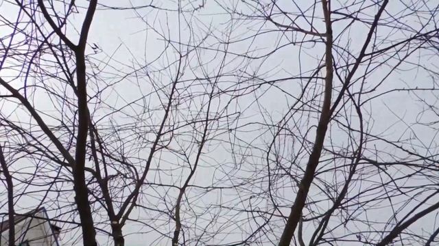 Осенняя обрезка вишни. смотреть онлайн