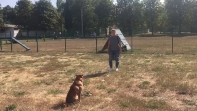 Дрессировка Шарпея. (Посвящается нашему другу Моне) смотреть онлайн