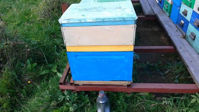 Как забрать мёд у злых семей, и не только у злых. смотреть онлайн