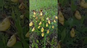 Сибэккилэр түһүүллэр.Гаврил Николаев.