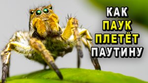 Как паук плетёт паутину