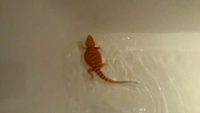 Agama Red Tiger Orange kapiel смотреть онлайн