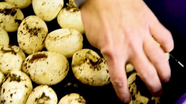 Самые маленькие из самых больших. смотреть онлайн