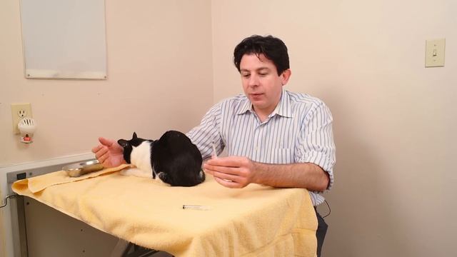 How to give liquid medication to a cat смотреть онлайн