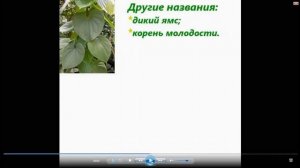 Диоскорея кавказская Лечебные свойства