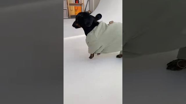 Стильный и теплый🥰 Это комбинезон «Фисташка». Ссылка в шапке профиля смотреть онлайн