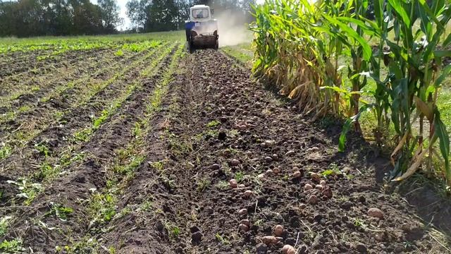 Копаем картофель нацыпурой трактор юмз6 ал.mp4 смотреть онлайн