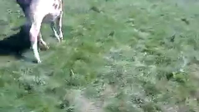 Корова и ведро смотреть онлайн