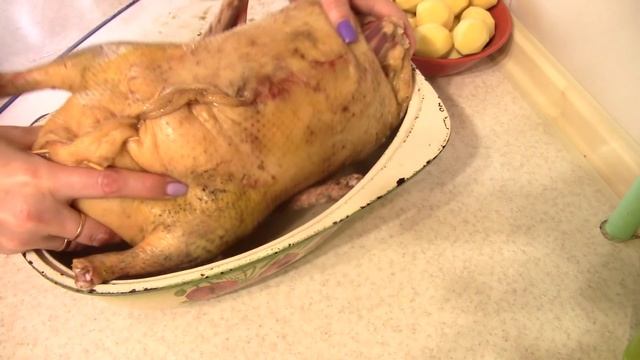 Животные в Зоопарках