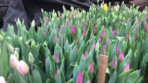 ВЫГОНКА ТЮЛЬПАНОВ К 8 МАРТА.РАСКРЫВАЮ ТРИ СПОСОБА УВЕЛИЧЕНИЯ ВЫСОТЫ ТЮЛЬПАНА.СРЕЗКА.УПАКОВКА.