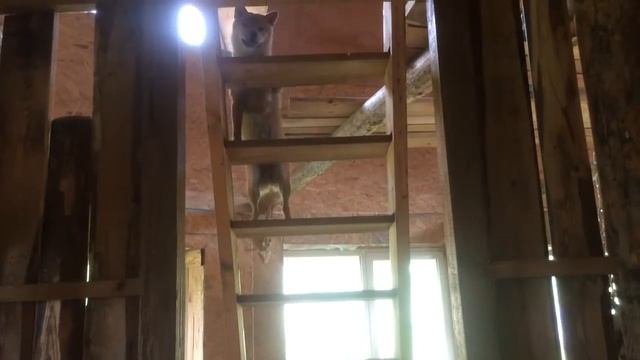 има лезет на лестницу смотреть онлайн