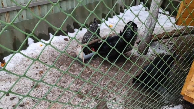 Курятник для несушек своими руками/Куры несутся зимой без проблем/Плюсы и минусы смотреть онлайн