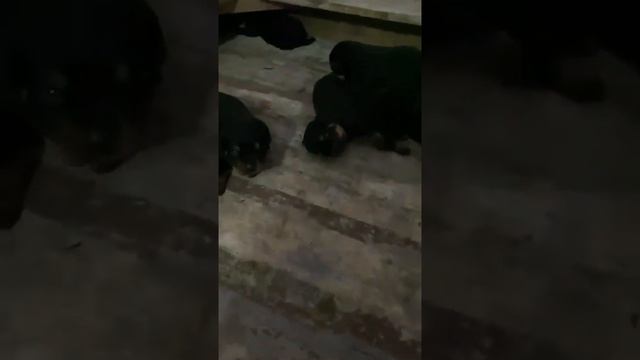 Содержание собак Ротвейлеров в приюте смотреть онлайн