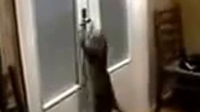 ПРИКОЛ Кот открывает дверь не случайно смотреть онлайн