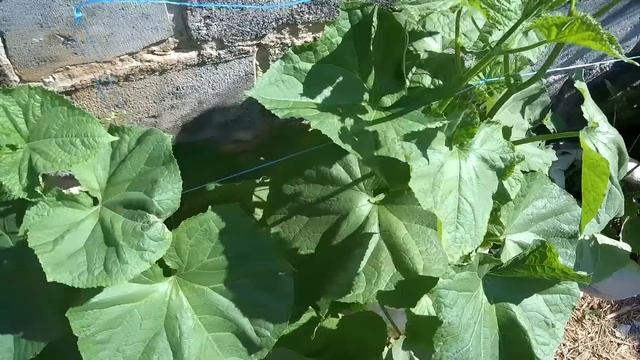 ОГУРЦЫ В МЕШКАХ В СЕНТЯБРЕ смотреть онлайн