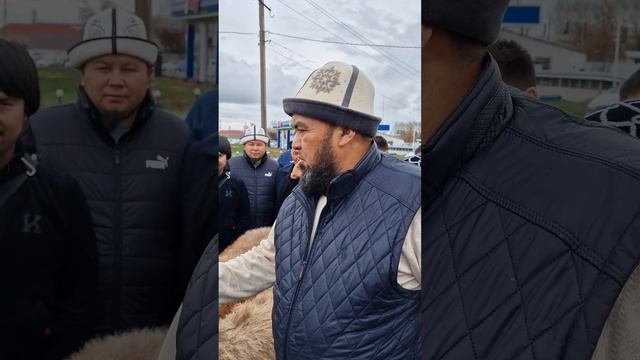 Годовалый баран продан за 21 000 долл в Узбекистан. Выставка овец 12 марта 2023г. Шымкент смотреть онлайн