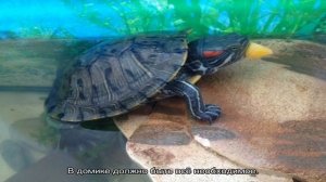 Красноухая черепаха — где живет и как за ней ухаживать