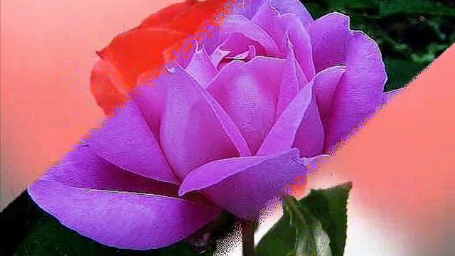 Я встретил розу смотреть онлайн