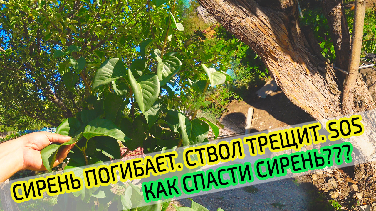 Сирень погибает. НУЖНА ПОМОЩЬ! Как обрезать сирень? Ствол сирени трещит и разваливается! смотреть онлайн