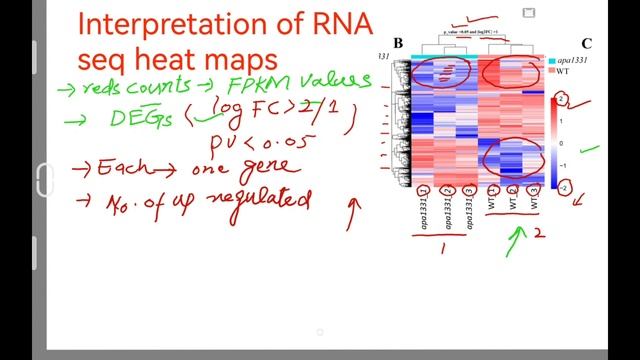 Interpretation of RNA-seq heat maps смотреть онлайн