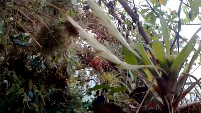 Мексика. Город Сан Кристобаль. Бесплатная экскурсия в сад орхидей. Часть 13-1. смотреть онлайн