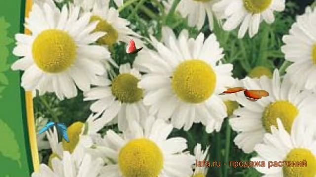 Ромашка аптечная Айболит (aybolit) ? ромашка Айболит обзор: как сажать семена ромашки Айболит смотреть онлайн