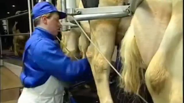 В Миллеровском и Октябрьском построят 2 молочные фермы смотреть онлайн