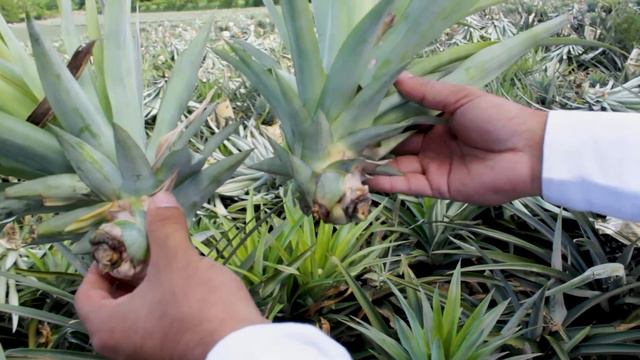 Cultivo de Piña смотреть онлайн
