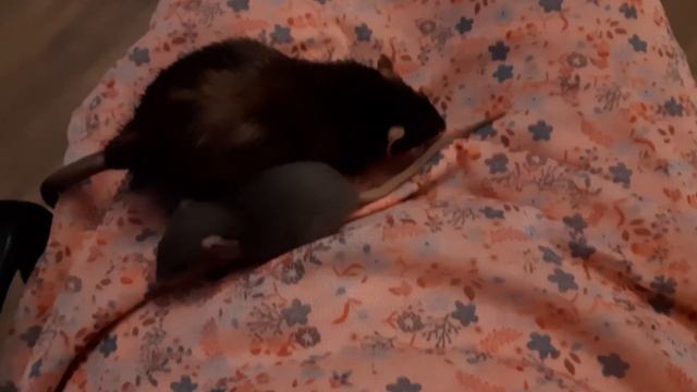 Крысята прыгучие и не очень. смотреть онлайн