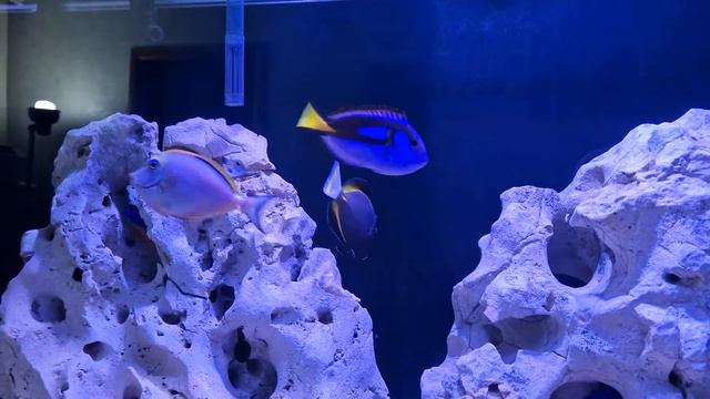 Морской рыбный аквариум 350л смотреть онлайн