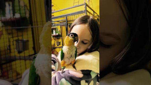 Милый попугай ? смотреть онлайн