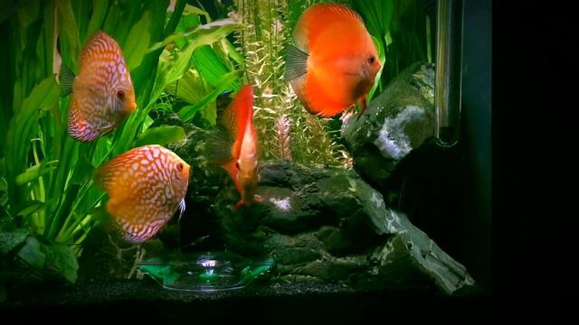 Нерест дискусов. Аквариум 700 литров. смотреть онлайн