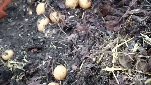 Сбор магазинного картофеля с одного мешка смотреть онлайн