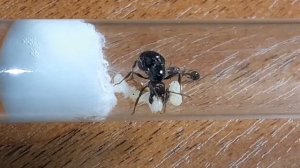 Безумно интересные муравьи messor barbarus.Это вам не структоры!?