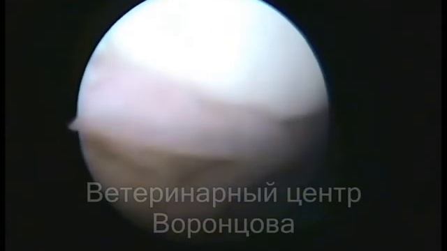 Надрыв сухожилия двуглавого мускула у собаки смотреть онлайн