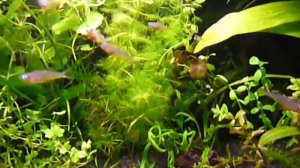 Попондетта фурката. Pseudomugil furcatus (Popondetta furcata).