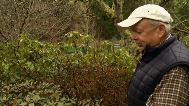 Rhodo & Magnolia Garden смотреть онлайн