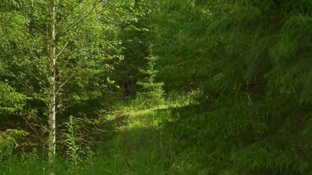 ♫Супер душевная музыка.  Лёгкий релакс для духовного спокойствия.