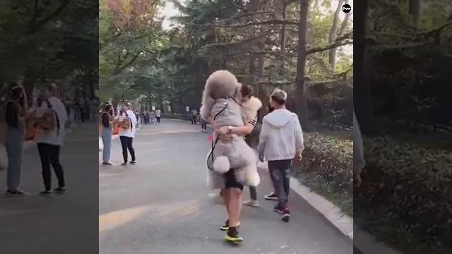 КИТАЙЦЫ вывели гигантских СОБАК🐕🐶 смотреть онлайн