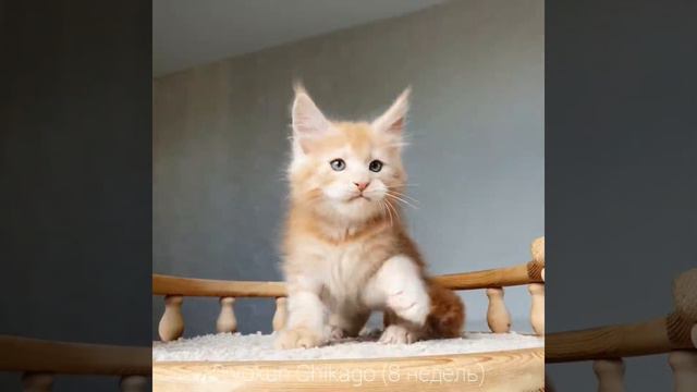ДивоКун Чикаго (8 недель) Котик Мейн-кун окрас красный дымный (MCO ds) смотреть онлайн
