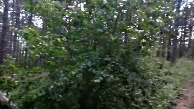 Симферополь. Лес за ул. Балаклавской смотреть онлайн