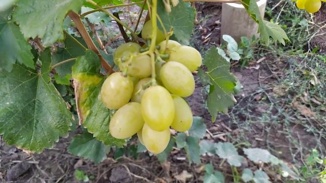 ВИНОГРАД .Солнце Дар и Черный палец ,формы винограда Калугина В.М. смотреть онлайн