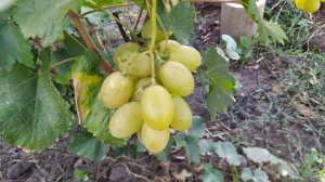 ВИНОГРАД .Солнце Дар и Черный палец ,формы винограда Калугина В.М.