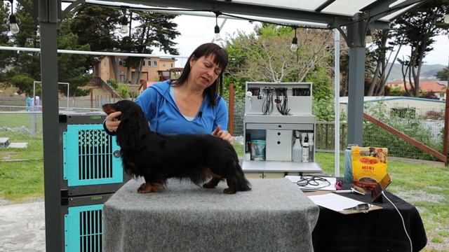 Pramada Koradox Longhair Dachshunds Visit From Facebook Live