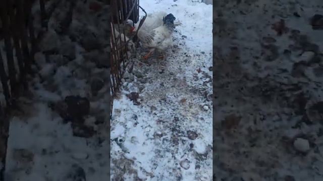 как питаются свиньи в зимний пириуд