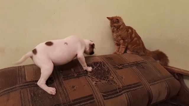 Carpen Diaz kennel смотреть онлайн