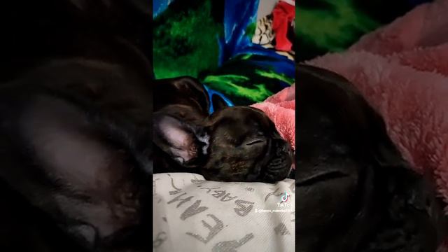 сладкий сон бульдога Ричарда смотреть онлайн