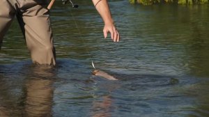 Ловля пеструшки, ленка, в приморье.